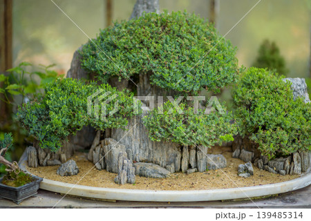 Miniature bonsai landscape with moss and rocky cliffs 139485314