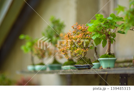 Bonsai trees in pots on a shelf with soft bokeh 139485315