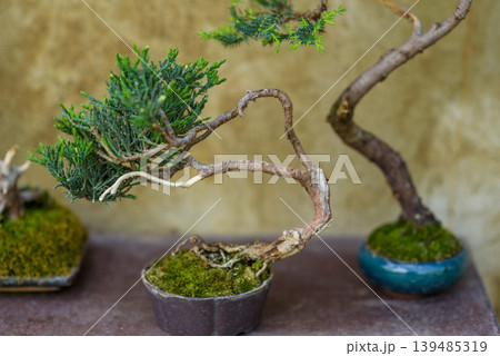 Twisted bonsai tree in ceramic pot with moss Twisted bonsai tree in ceramic pot with moss 139485319