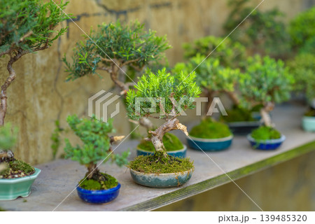 Miniature bonsai trees in ceramic pots on garden shelf Miniature bonsai trees in ceramic pots on garden shelf 139485320