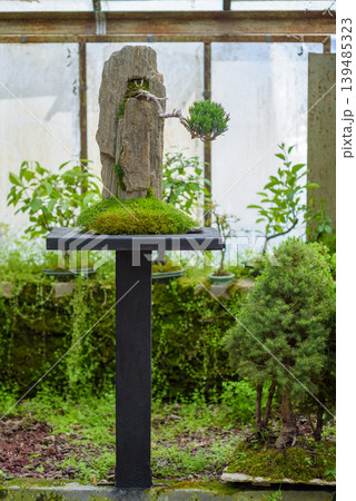 Bonsai display with moss and stone on pedestal in greenhouse Bonsai display with moss and stone on pedestal in greenhouse 139485323