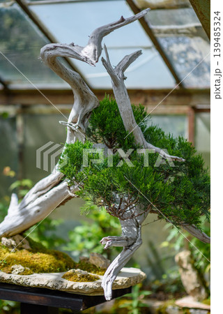 Juniper bonsai styled on driftwood in greenhouse 139485324