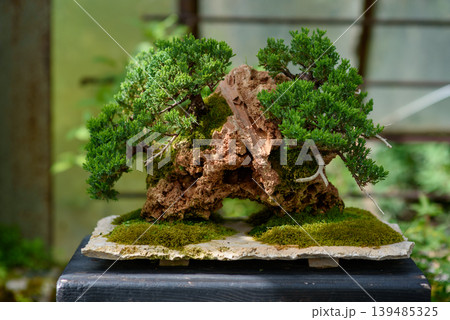 Bonsai conifers on mossy rock miniature landscape 139485325