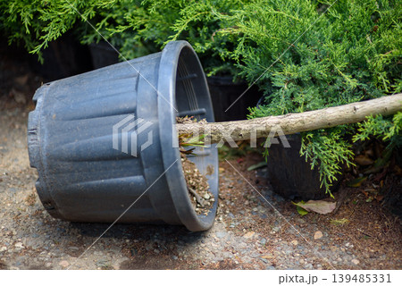 Tipped nursery pot with uprooted young tree beside evergreen shrub Tipped nursery pot with uprooted young tree beside evergreen shrub 139485331