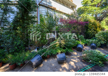 Tipped potted plants beside greenhouse in garden nursery 139485344