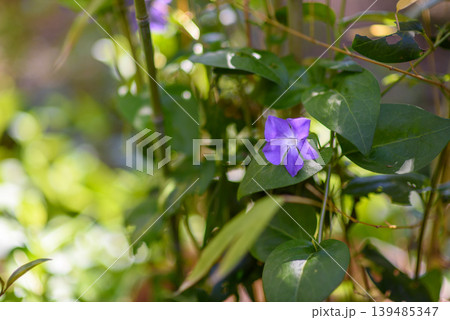 Purple periwinkle flower on green vine in sunlit garden 139485347