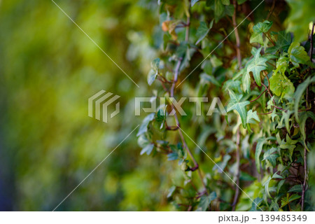 Green ivy vines on wall with soft bokeh background Green ivy vines on wall with soft bokeh background 139485349