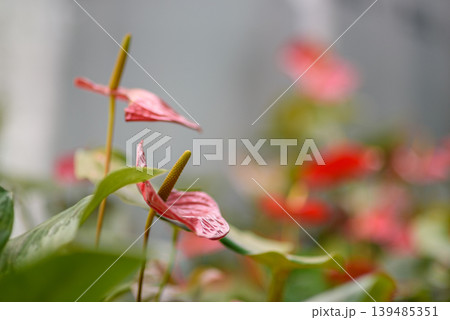 Pink anthurium flowers with soft bokeh background 139485351
