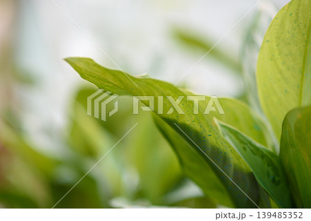 Soft focus close-up of fresh green leaves 139485352