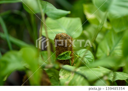 Moss pole among lush indoor pothos leaves Moss pole among lush indoor pothos leaves 139485354