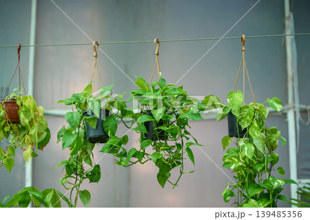 Hanging potted plants with trailing vines on wire 139485356