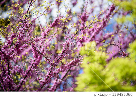 Pink spring blossoms with yellow buds and soft bokeh Pink spring blossoms with yellow buds and soft bokeh 139485366