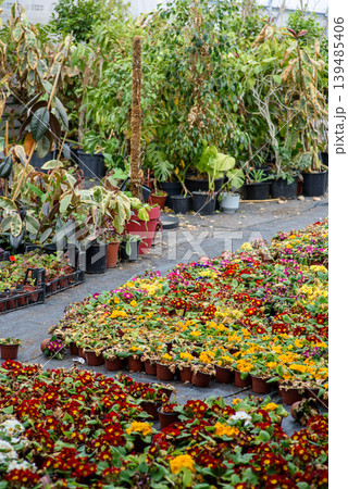 Colorful potted flowers at outdoor plant nursery Colorful potted flowers at outdoor plant nursery 139485406