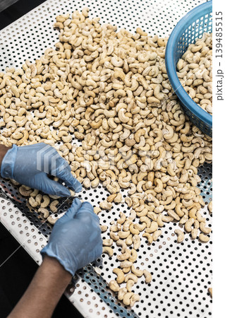 workers sorting cashew nuts at modern industrial agriculture factory in cambodia 139485515