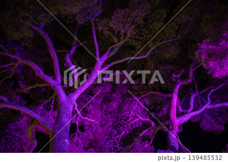 Purple Lit Tree Canopy at Night Purple Lit Tree Canopy at Night 139485532