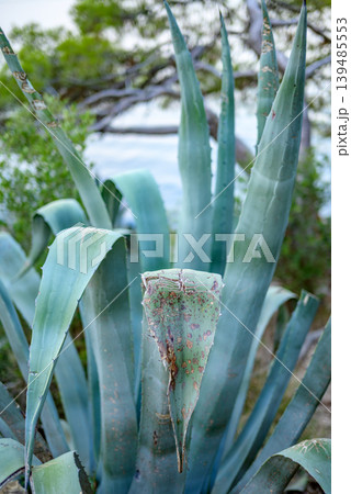 Blue-green agave succulent plant close-up outdoors 139485553