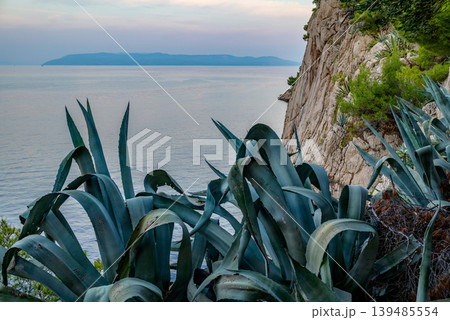 Agave plants on coastal cliff at dusk overlooking calm sea Agave plants on coastal cliff at dusk overlooking calm sea 139485554