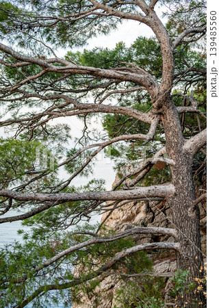 Wind-swept pine tree on rocky coastal cliff by the sea 139485560