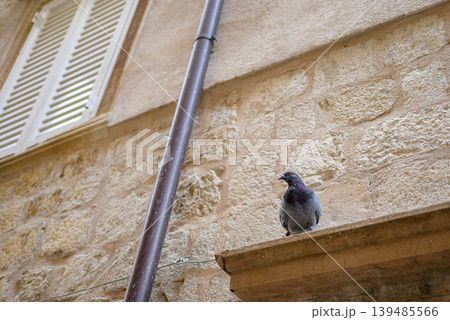 Pigeon perched on stone ledge by old building facade 139485566