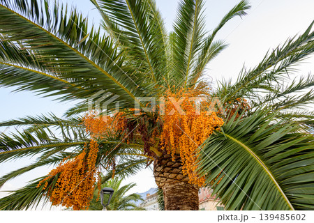 Date Palm Tree With Orange Fruit Clusters and Green Fronds 139485602