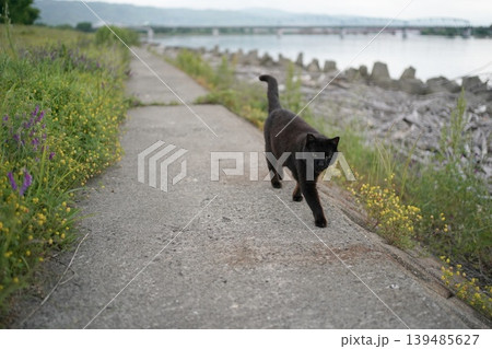 堤防で遊ぶ黒猫 139485627