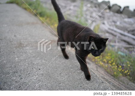 堤防で遊ぶ黒猫 139485628