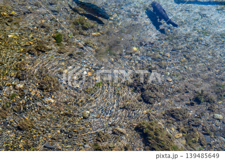 透明度の高い渓流　長野県白馬村 139485649