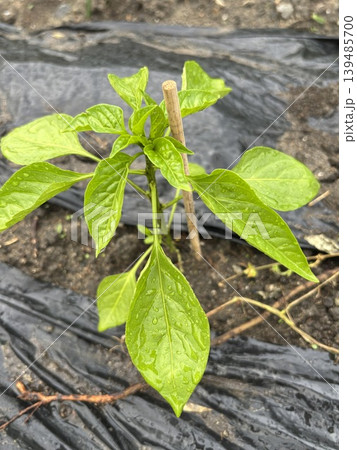植え付けたばかりのピーマン 139485700