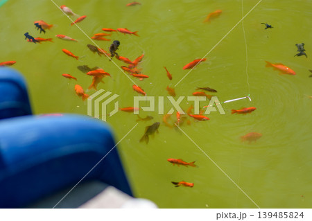 Fishing for small orange fish swimming in a green pond water surface Fishing for small orange fish swimming in a green pond water surface 139485824