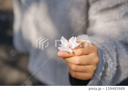 桜の一輪を手にする子供の手元：春の陽光に包まれた優しい瞬間 139485989