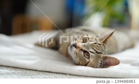 寝転がるキジトラ子猫 寝転がるキジトラ子猫 139486061