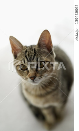 見つめるキジトラ子猫 見つめるキジトラ子猫 139486062