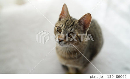 見つめるキジトラ子猫 見つめるキジトラ子猫 139486063