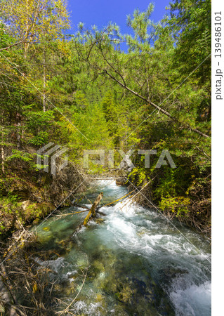 Beautiful Pearl Shoals Waterfall in Jiuzhaigou nature reserve (Jiuzhai Valley National Park),China. 139486101