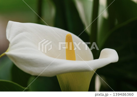 white lily flowers blooming in garden white lily flowers blooming in garden 139486360