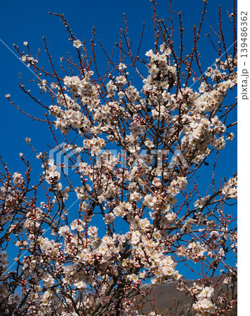 white flowers of cherry tree white flowers of cherry tree 139486362