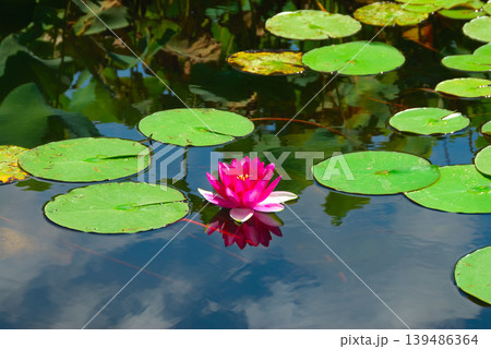pink lotus in pond 139486364