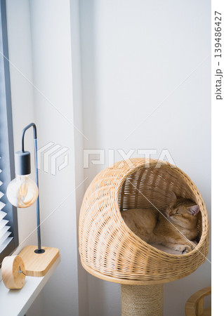 pet care concept with british cat sleep in cat house pet care concept with british cat sleep in cat house 139486427