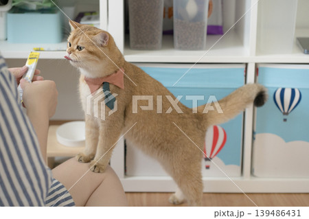 gold british cat costume with necktie during lick food from hand 139486431