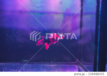 animal and pet concept with Siamese fighting fish in fish tank at pet shop animal and pet concept with Siamese fighting fish in fish tank at pet shop 139486435