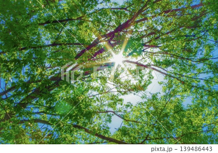 見上げた時に撮れた木と空の写真です。 139486443