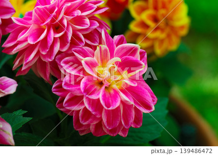 beautiful dahlia in garden beautiful dahlia in garden 139486472