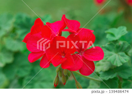 red hibiscus in the garden red hibiscus in the garden 139486474