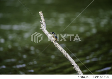 水辺のカワセミ 139486590