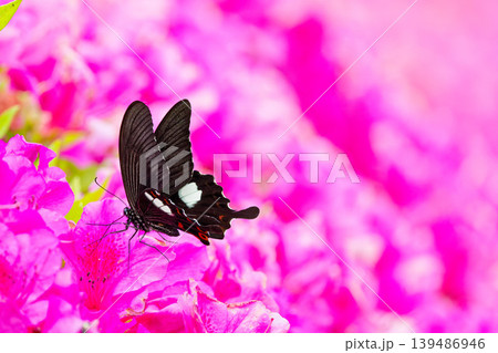 ツツジの花に留まるモンキアゲハ ツツジの花に留まるモンキアゲハ 139486946