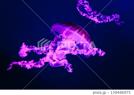 A jellyfish moves gracefully in dark water. A jellyfish moves gracefully in dark water. 139486975