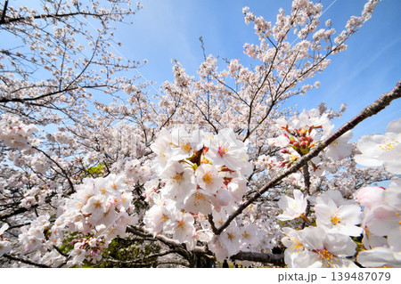 桜、サクラ、さくら 桜、サクラ、さくら 139487079