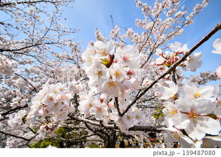 桜、サクラ、さくら 139487080