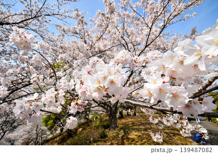 桜、サクラ、さくら 桜、サクラ、さくら 139487082