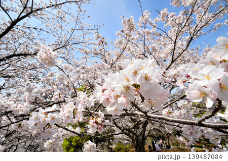 桜、サクラ、さくら 桜、サクラ、さくら 139487084